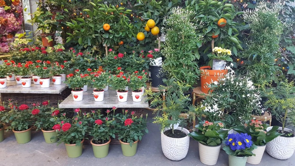 Compositions de roses rouges et plantes d'intérieur
