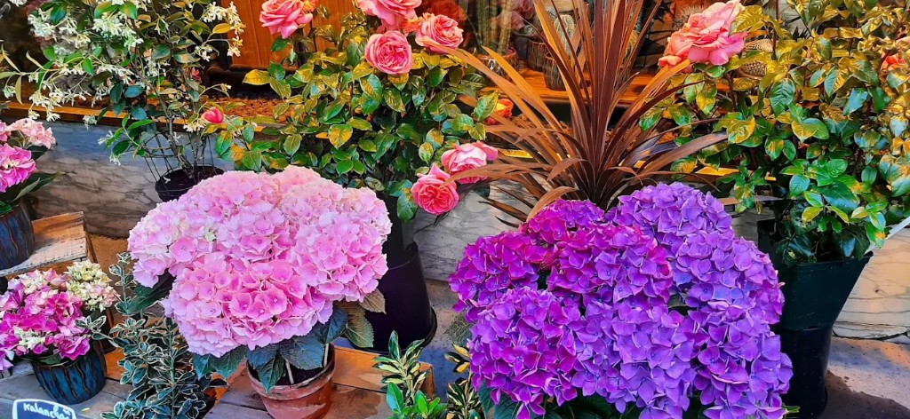 Hortensias roses et pourpres en vitrine